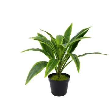 Best - Selling Artificial Plants H43cm Cordyline fruticosa leaves in pot Green  natural ecology