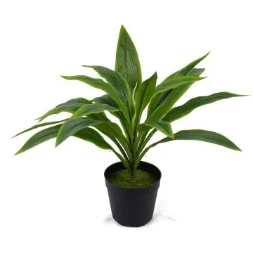  Factory made H50cm Cordyline fruticosa leaves in pot Green Indoor and outdoor decoration