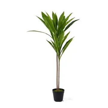 Environmentally friendly green plants H90cm Cordyline fruticosa leaves in pot Green lighthearted and cheerful style